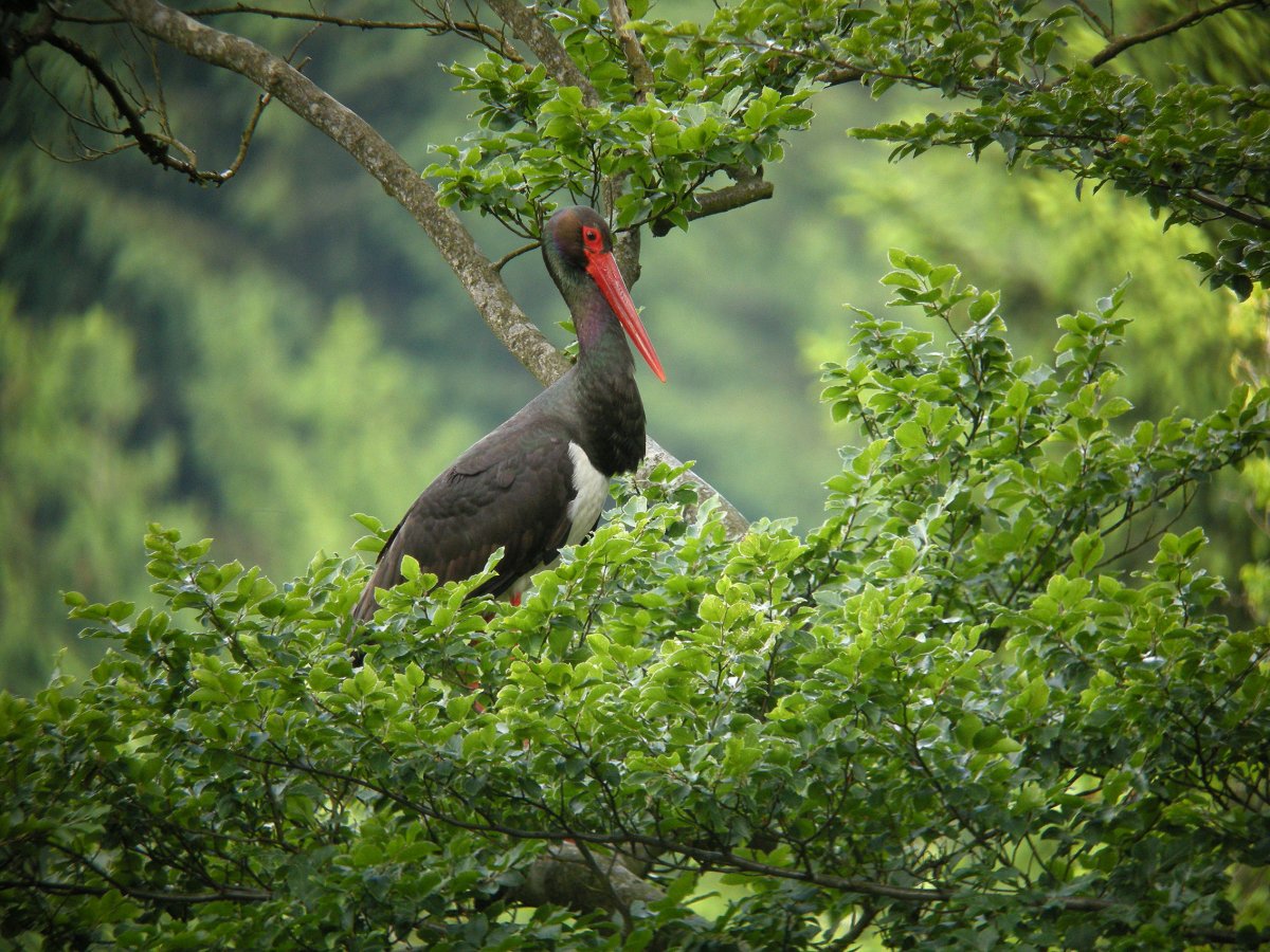 Черный Аист 1080 p