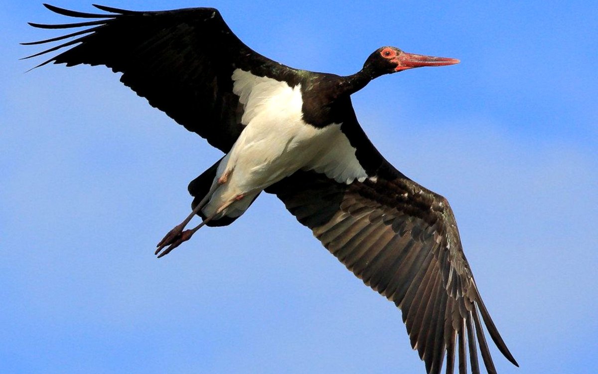 Аист клюет в живот