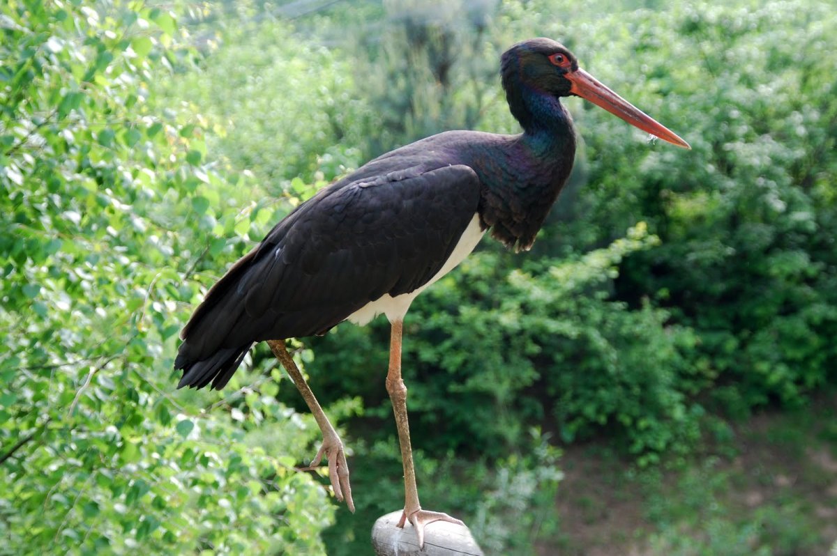 Черный Аист