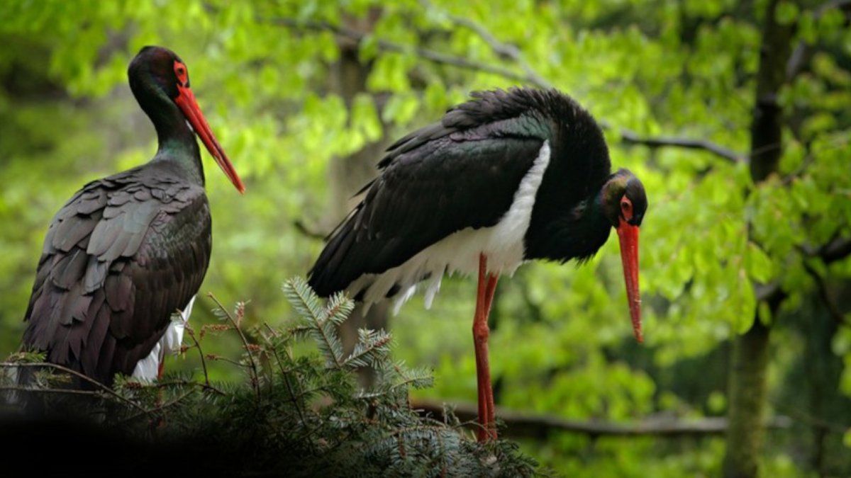 Черный Аист Курский край