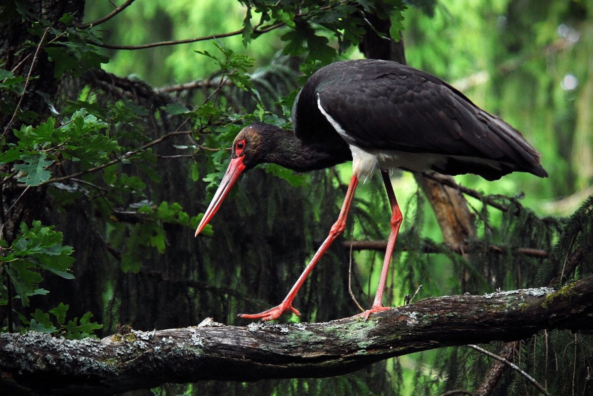 Черный Аист