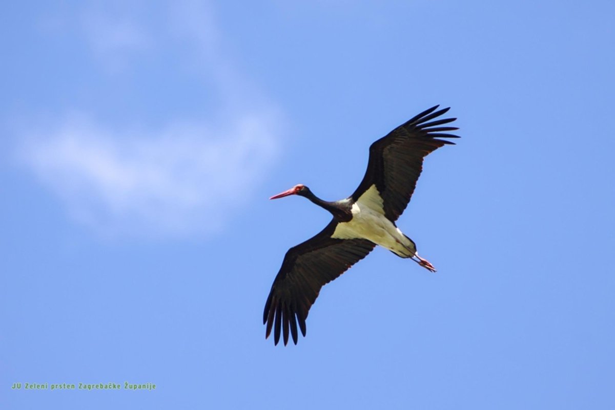 Окский заповедник черный Аист