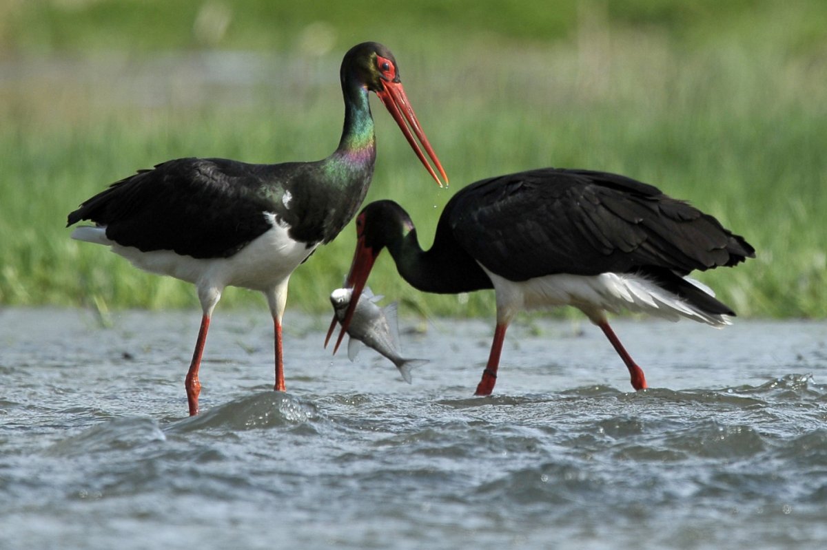 Черный Аист Крылья
