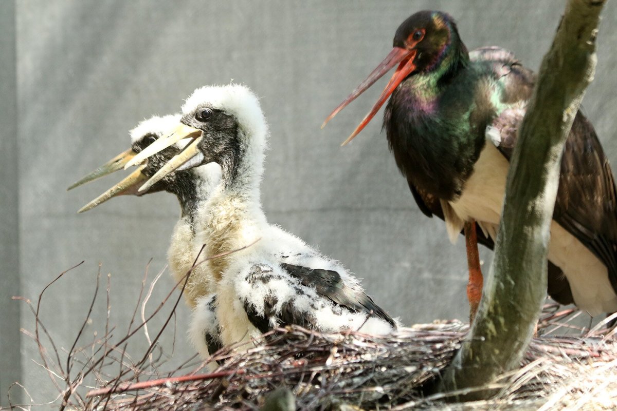Черный Аист с птенцами