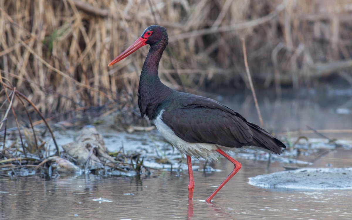 Ареал черного аиста
