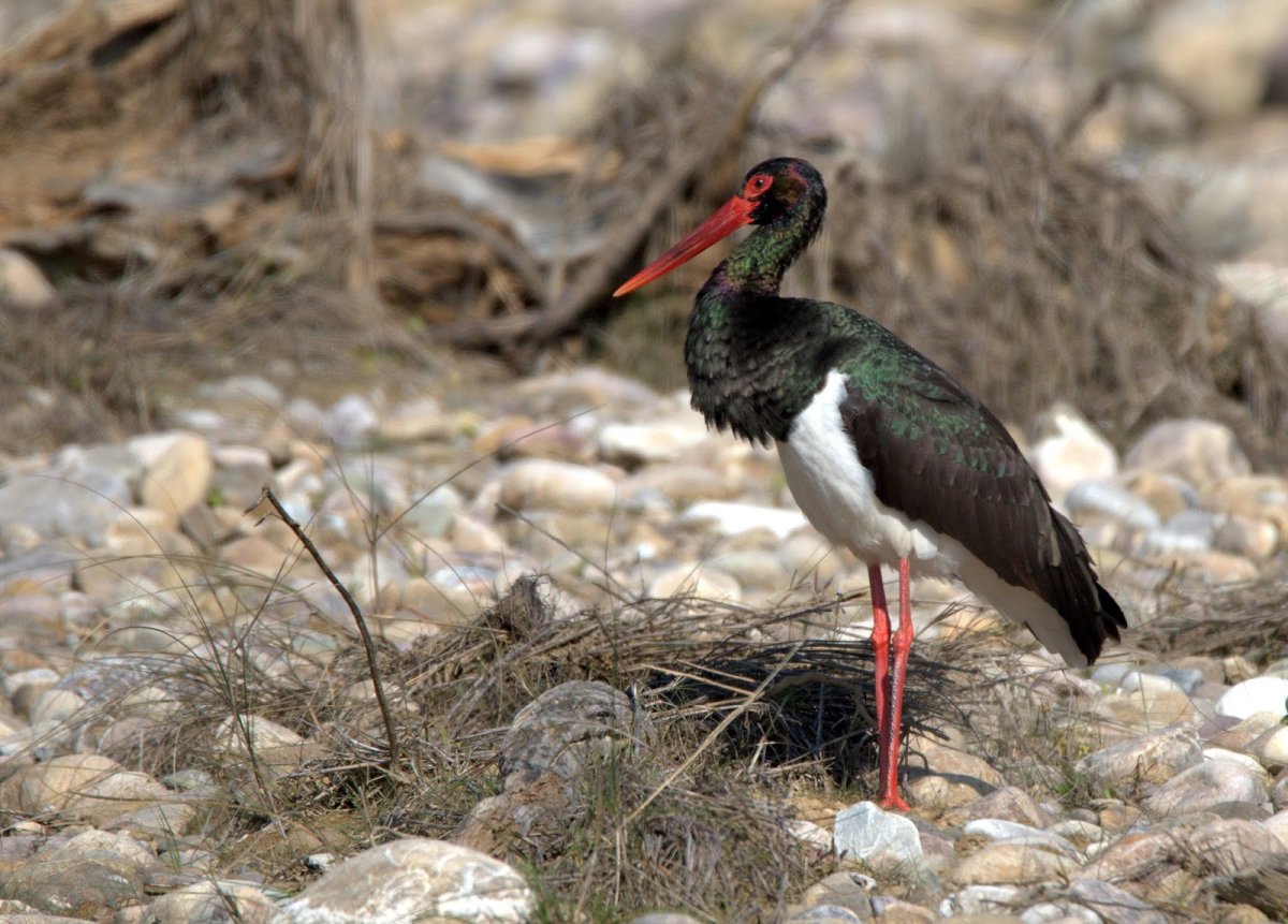 Черный Аист фото животного с клыками