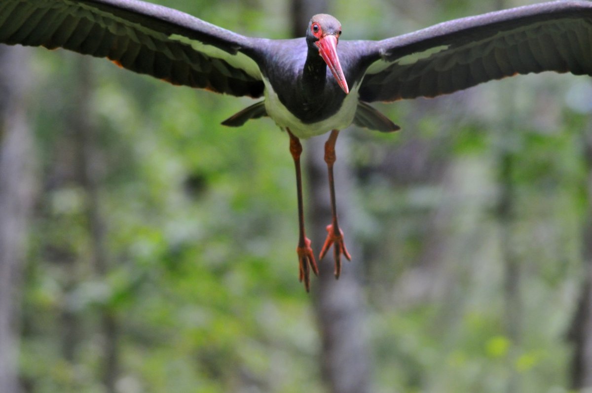 Черный Аист Легостаевский заказник