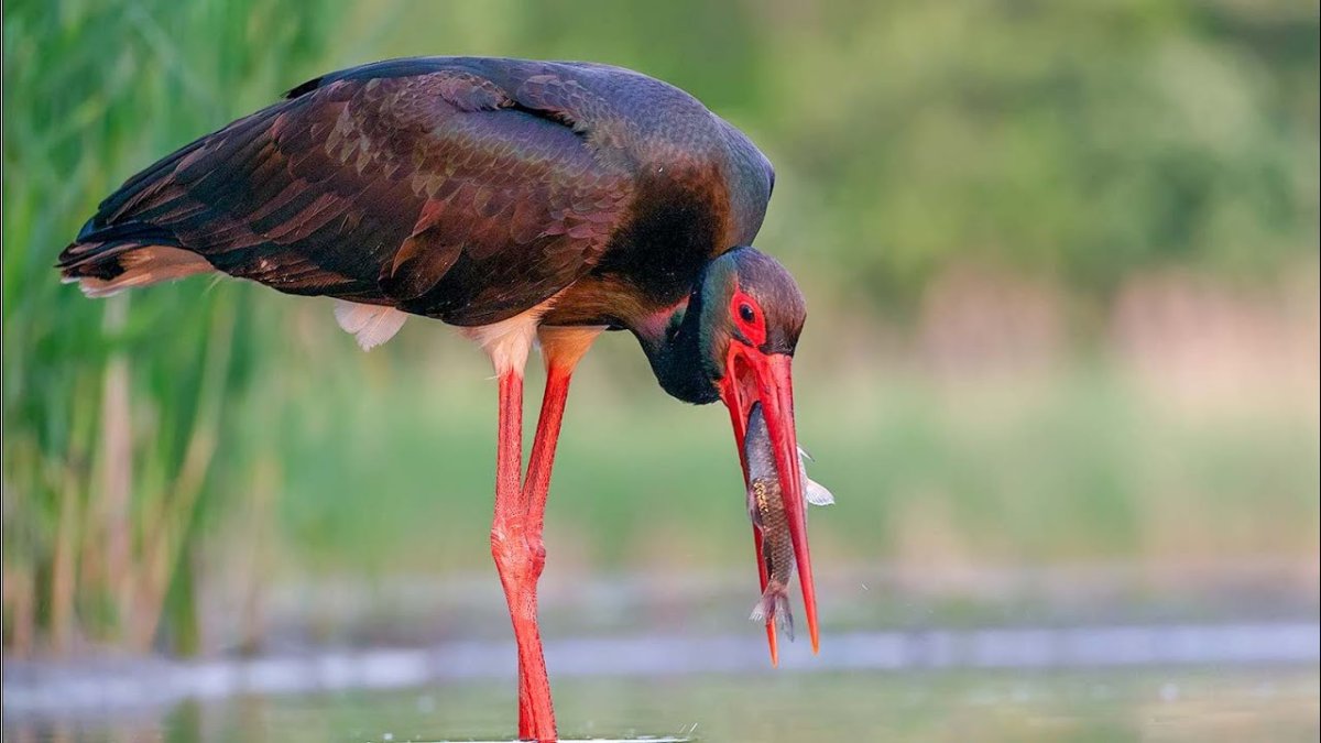 Болоньский заповедник черный Аист