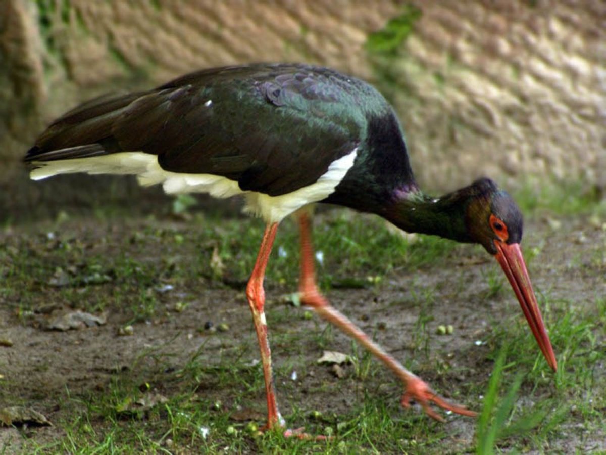 Black Stork chick