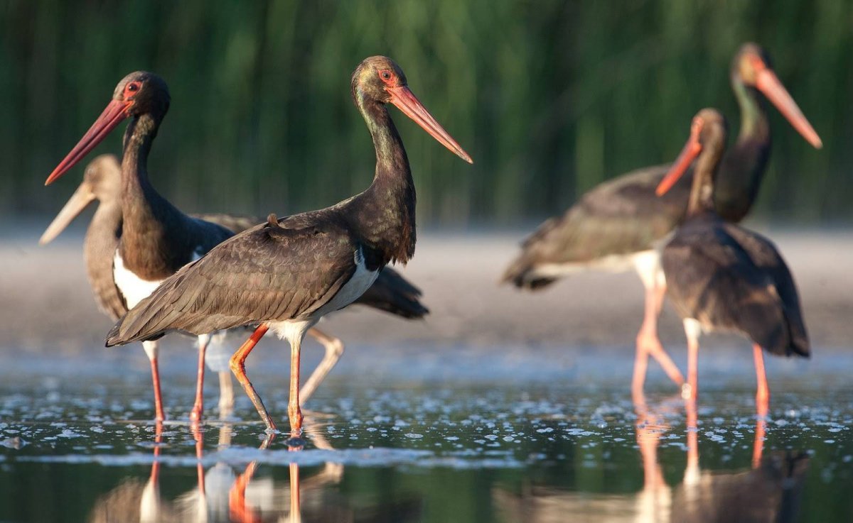 Чёрный Аист самка