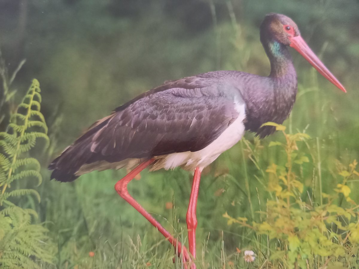 Малайский шерстистошейный Аист