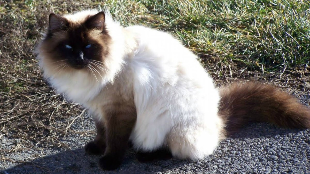 Двуликая кошка Химера