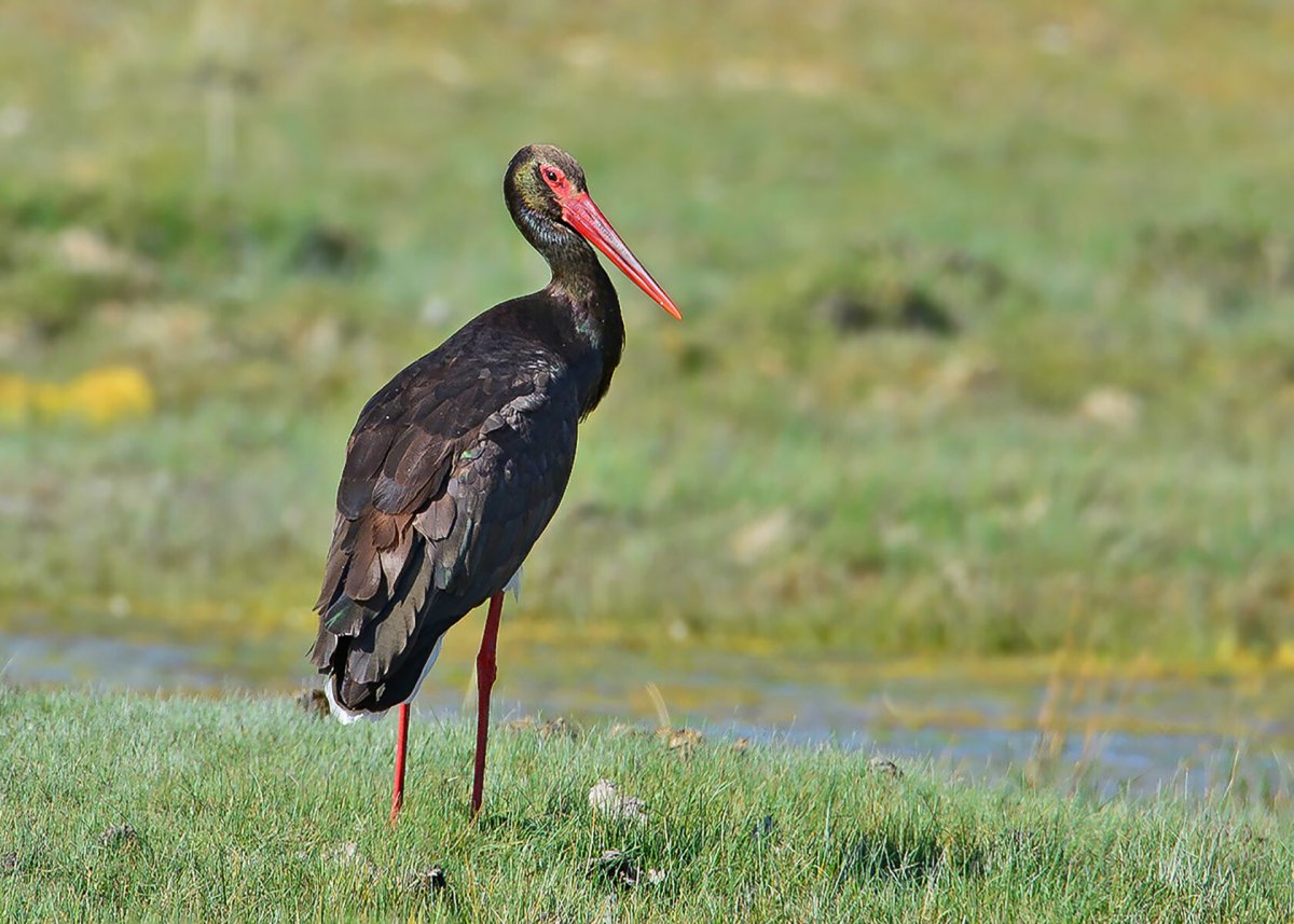 Чёрные Аисты в Московском зоопарке