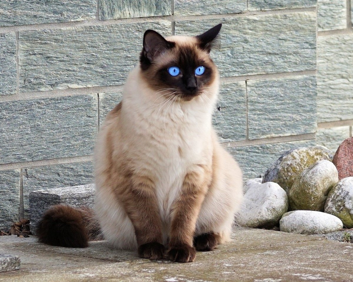 Балинезийская кошка