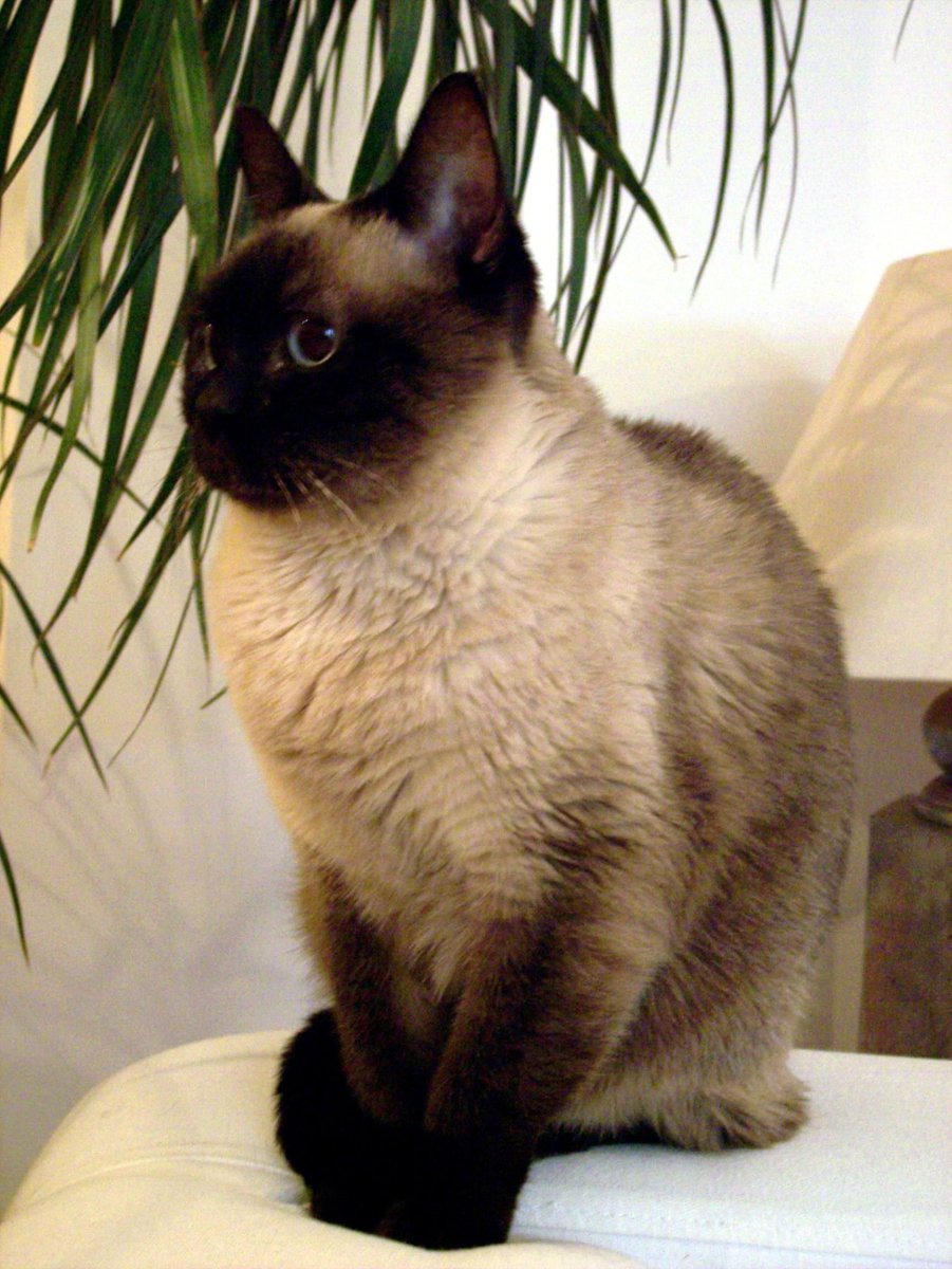 Коты показывают большой палец