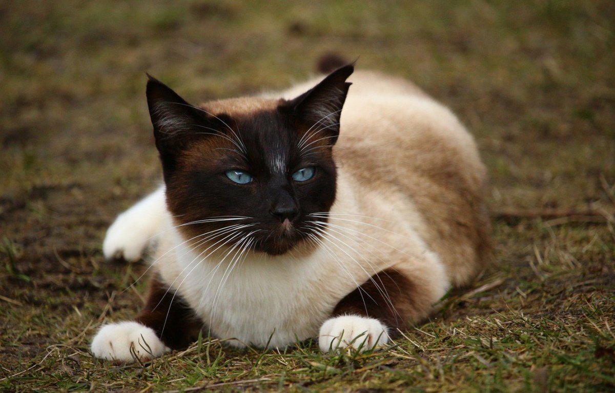 Кошачья порода Сиамская