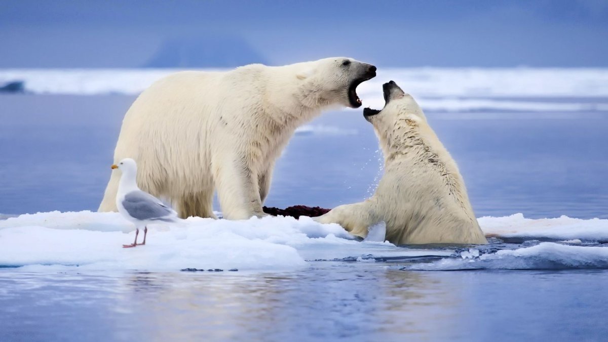 Белый медведь