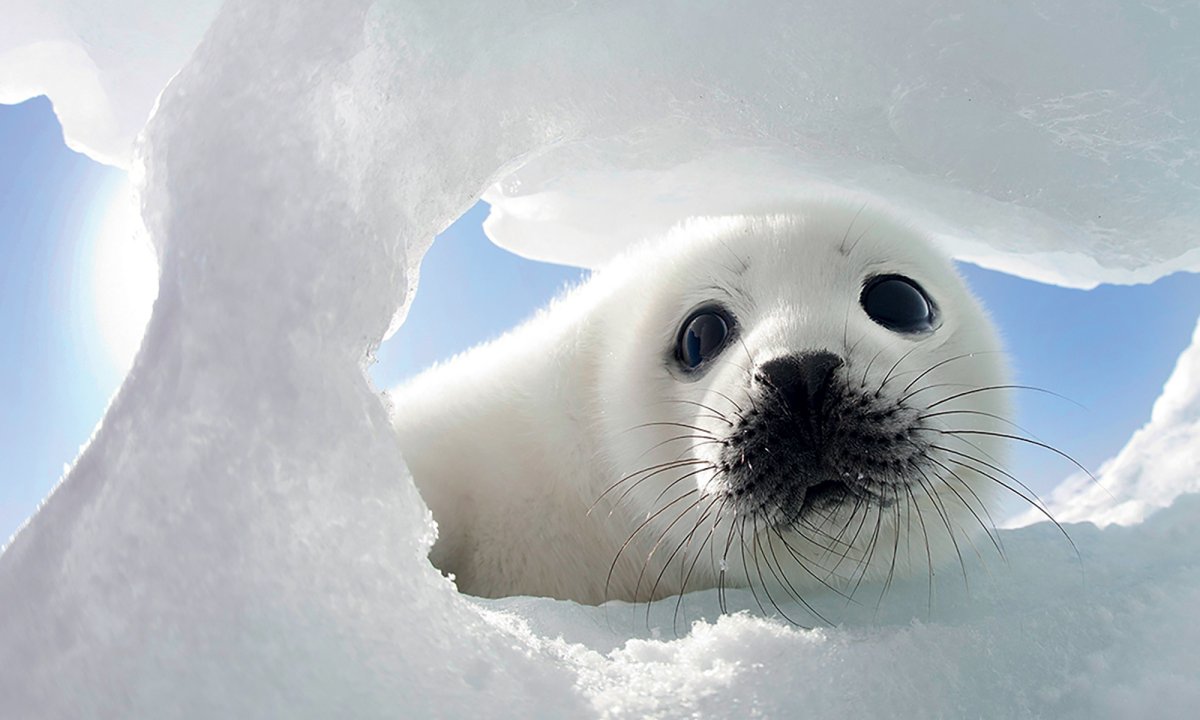 Байкальская Нерпа Белек