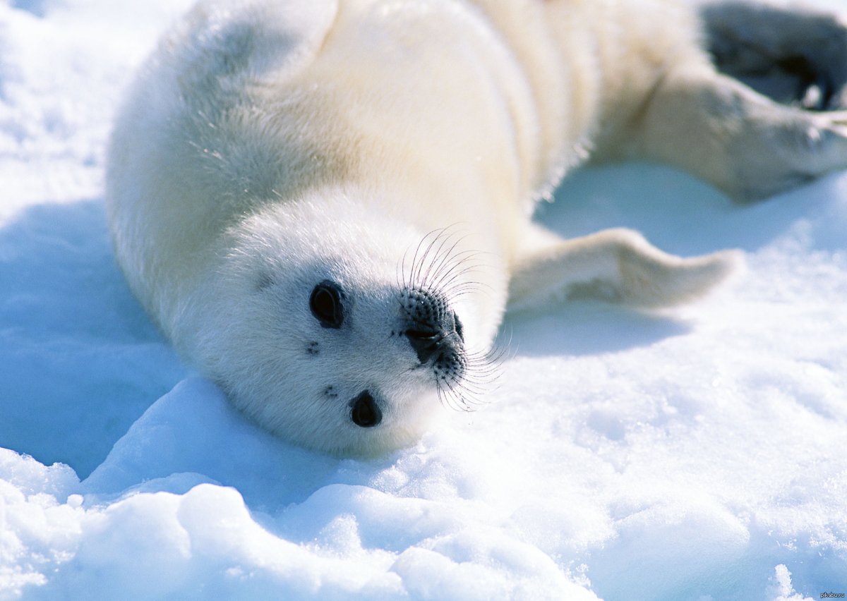 Морской котик Белек