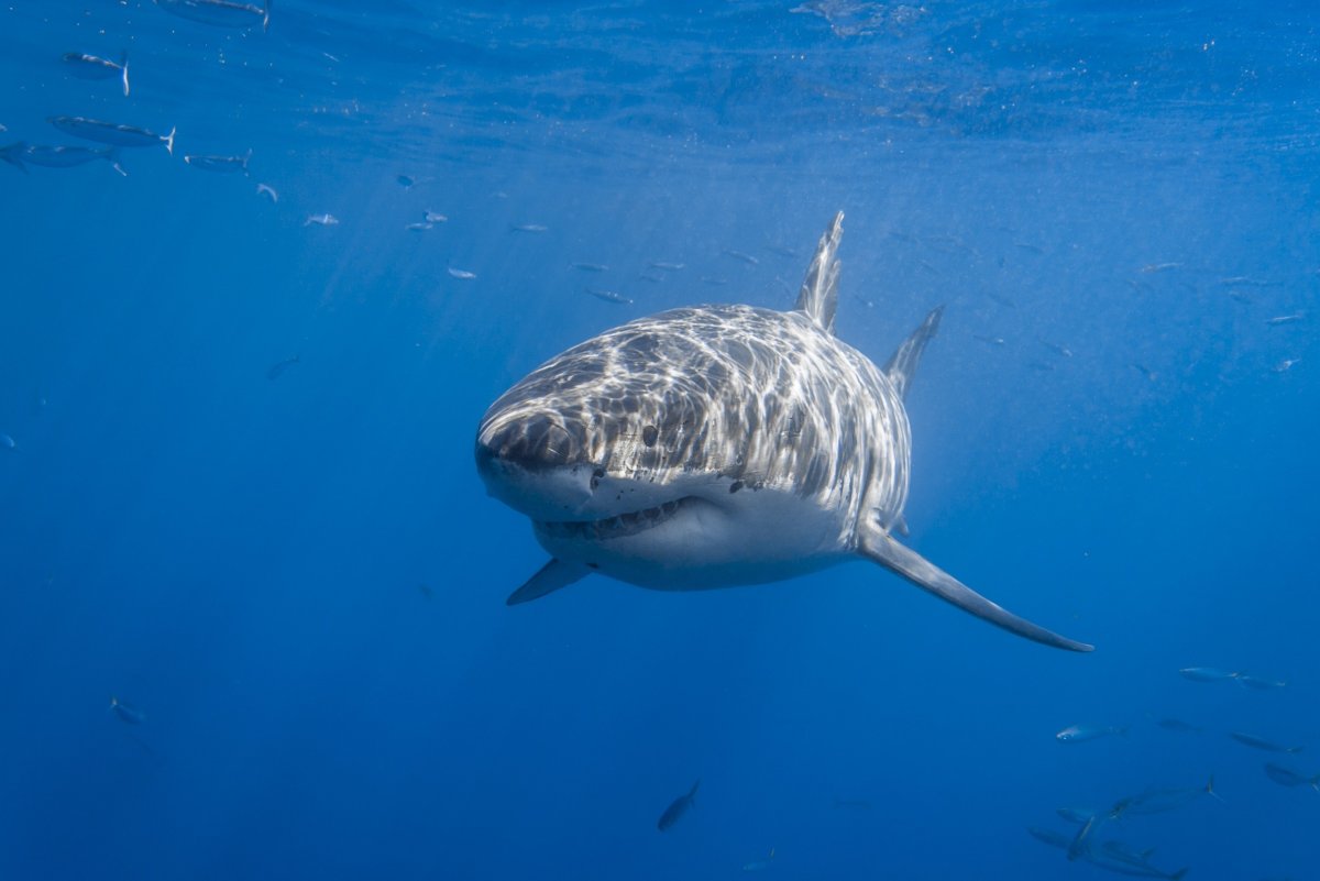 Рыба акула белая