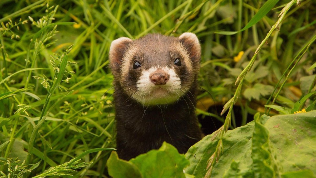 Лесной хорёк