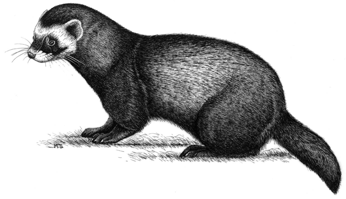 Хорек зимой фото