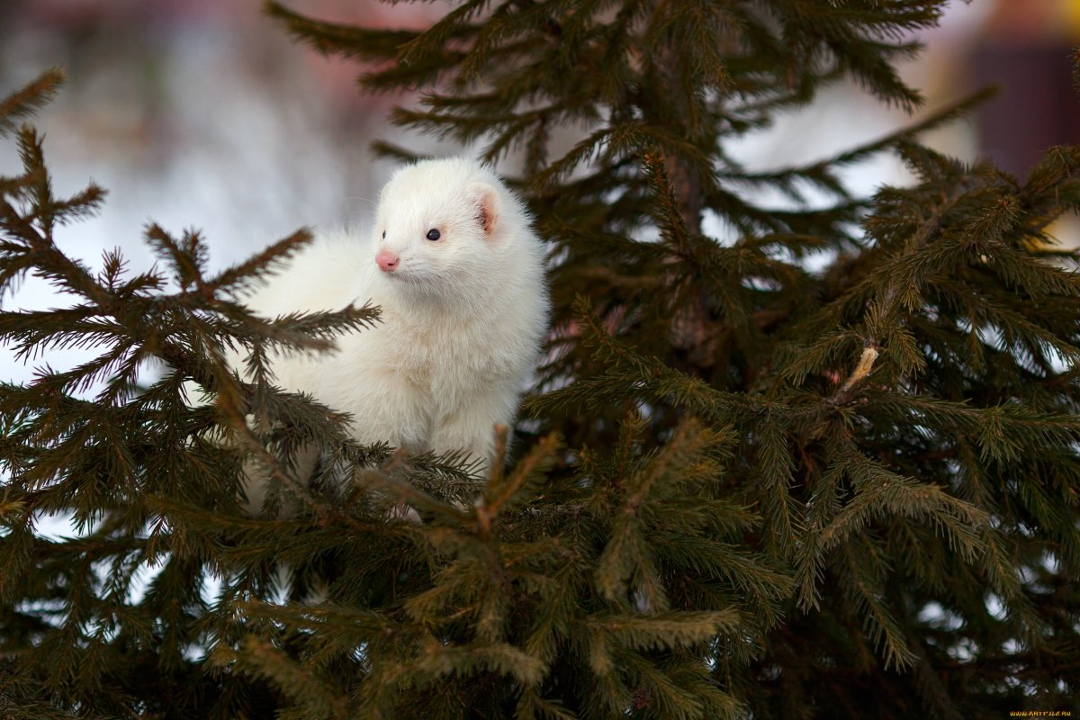 Лесной хорёк