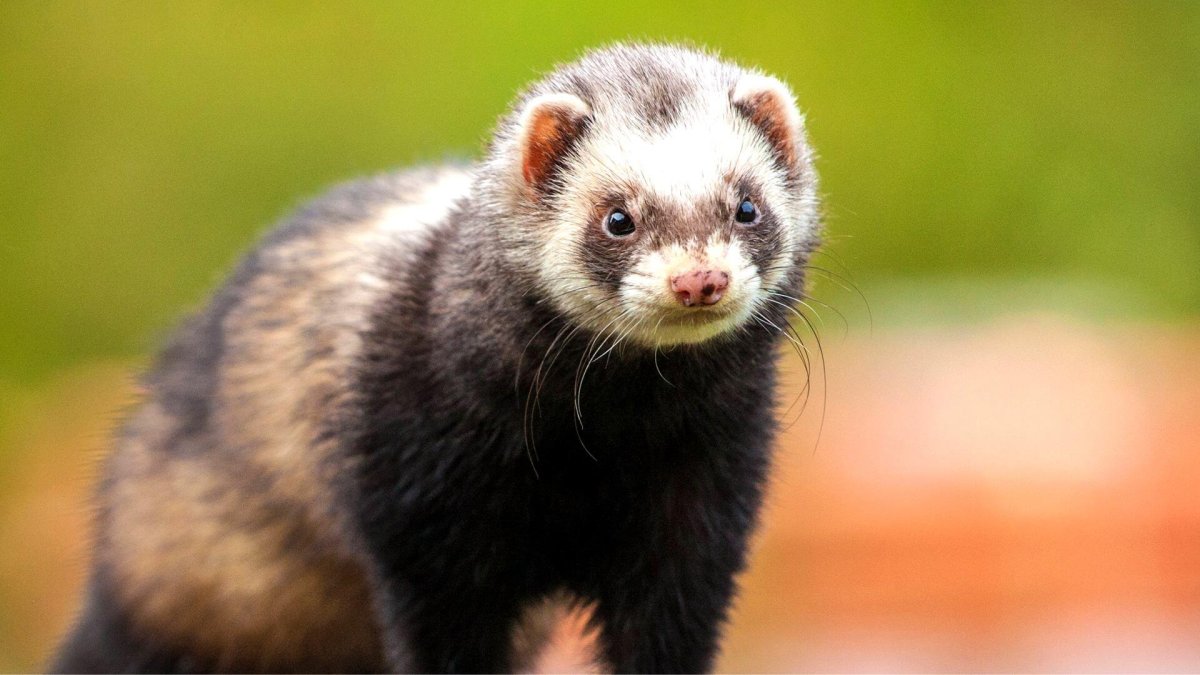 Хорек белый дикий