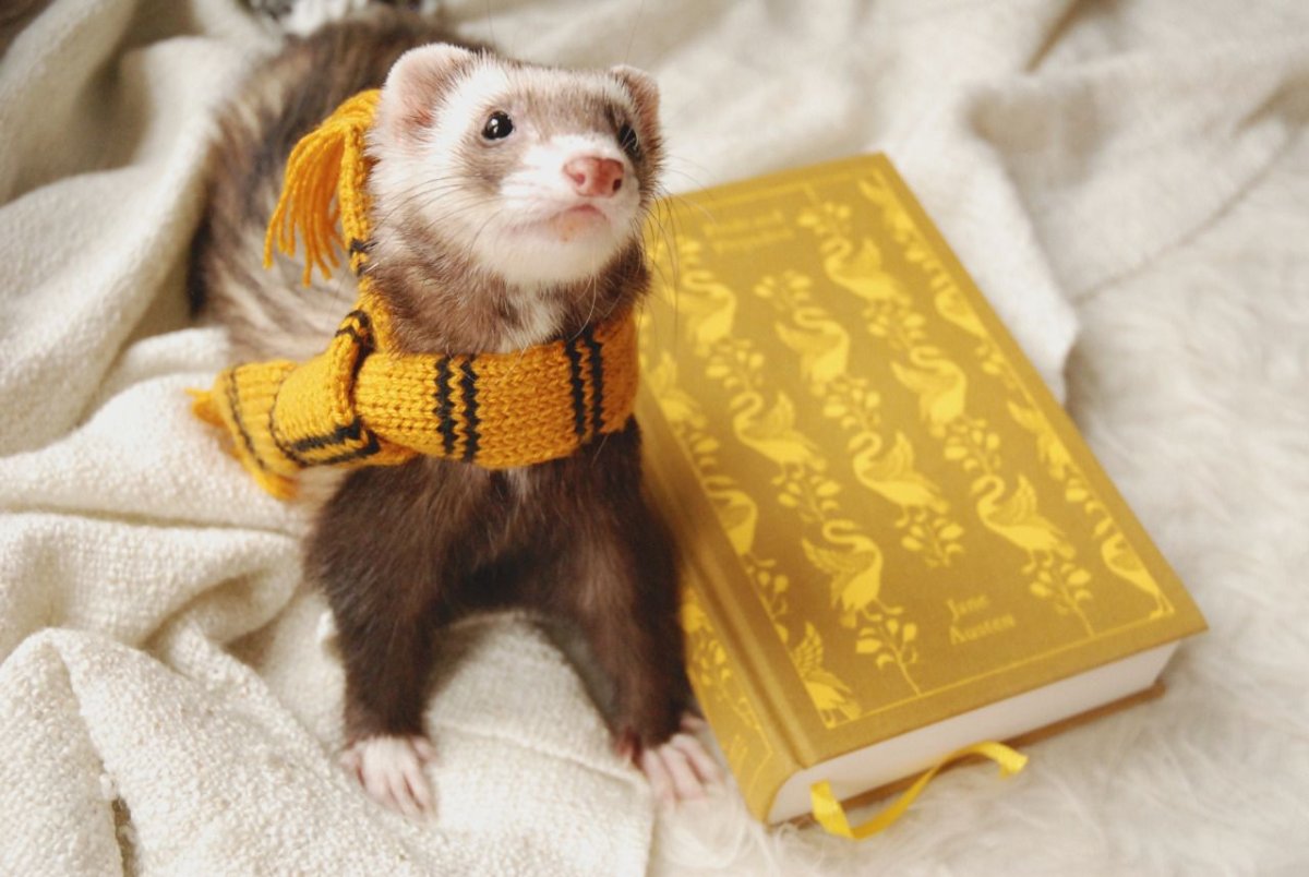 Ласка домашняя