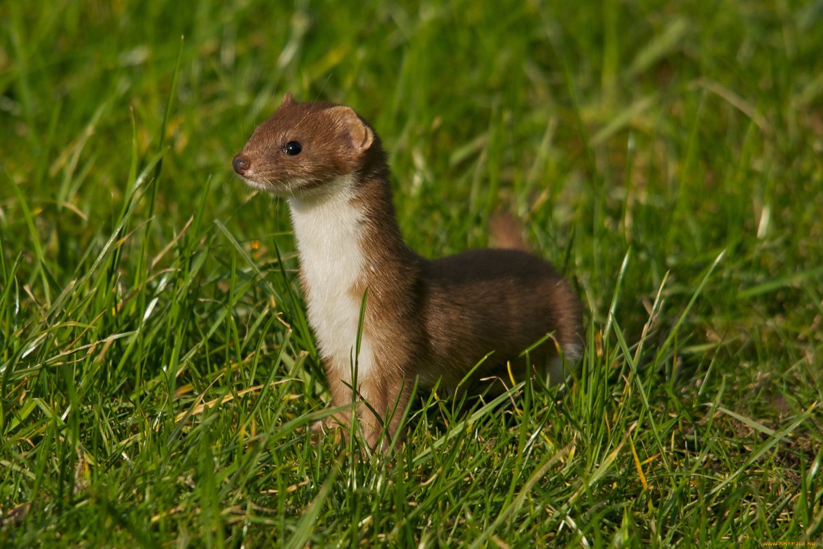 Горностай (лат. Mustela erminea)