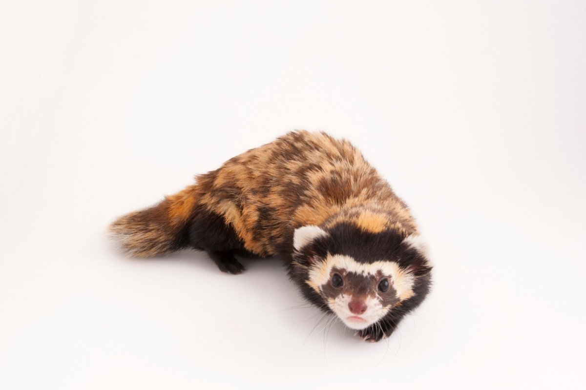 Горностай Арктический