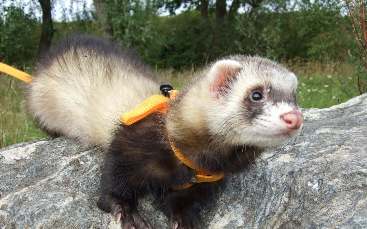 Хорь Сибирский