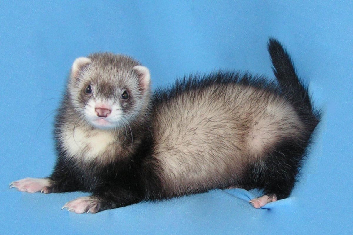 Картинки на рабочий стол хорьки