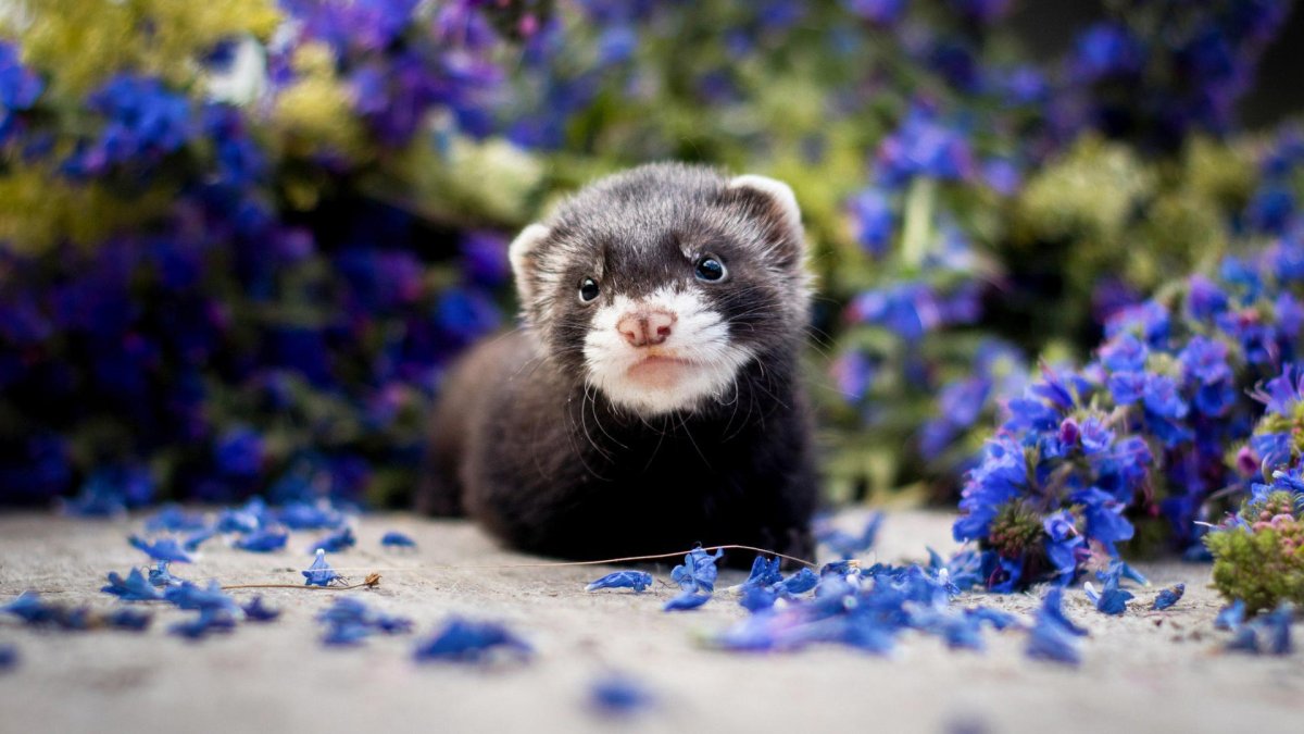 Черный Лесной хорек