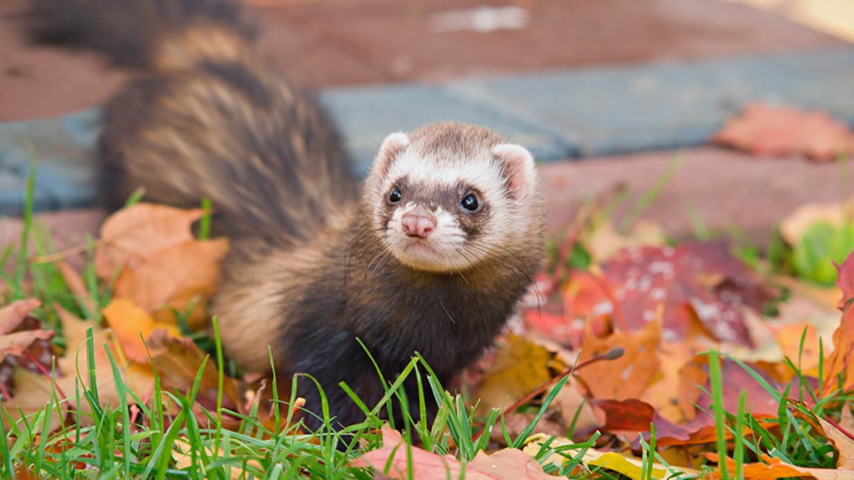 Лесной хорёк