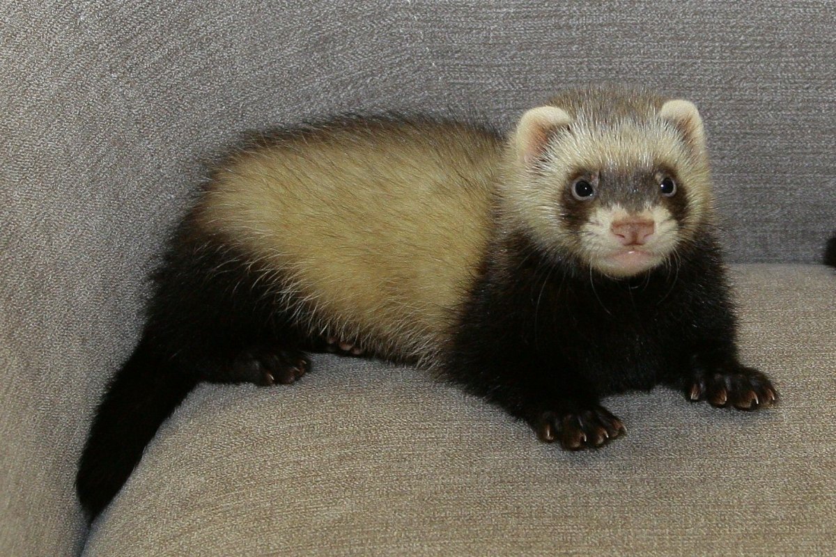 Горностай Полярный