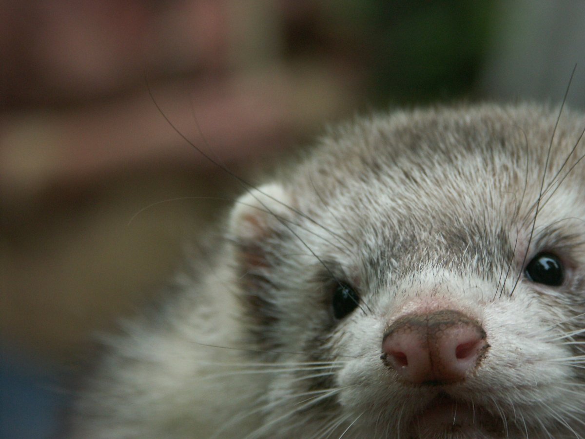 Обои на рабочий стол хорек