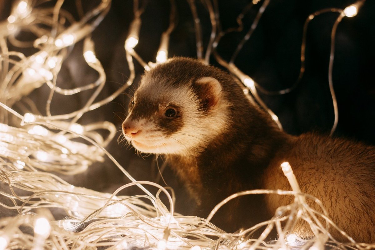 Ласка на белом фоне