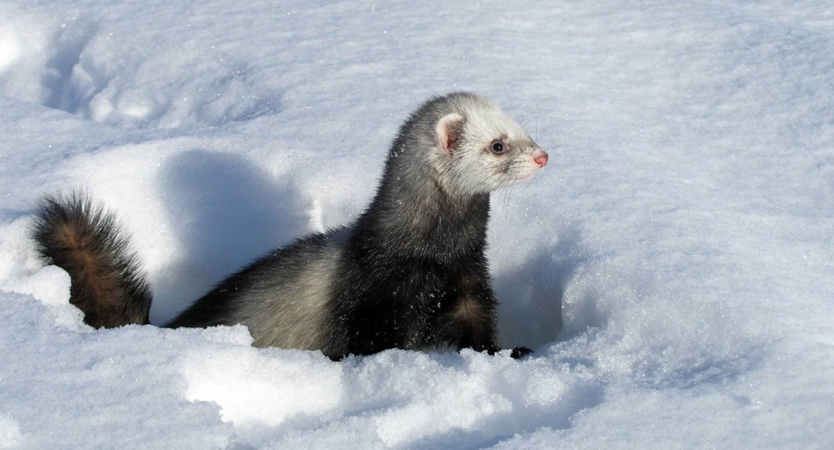 Милые хорьки