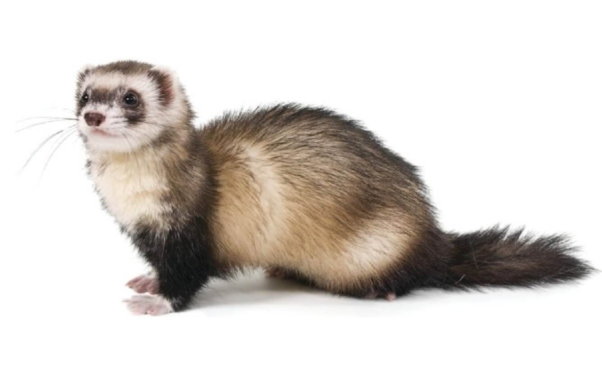 The Jolly Ferret