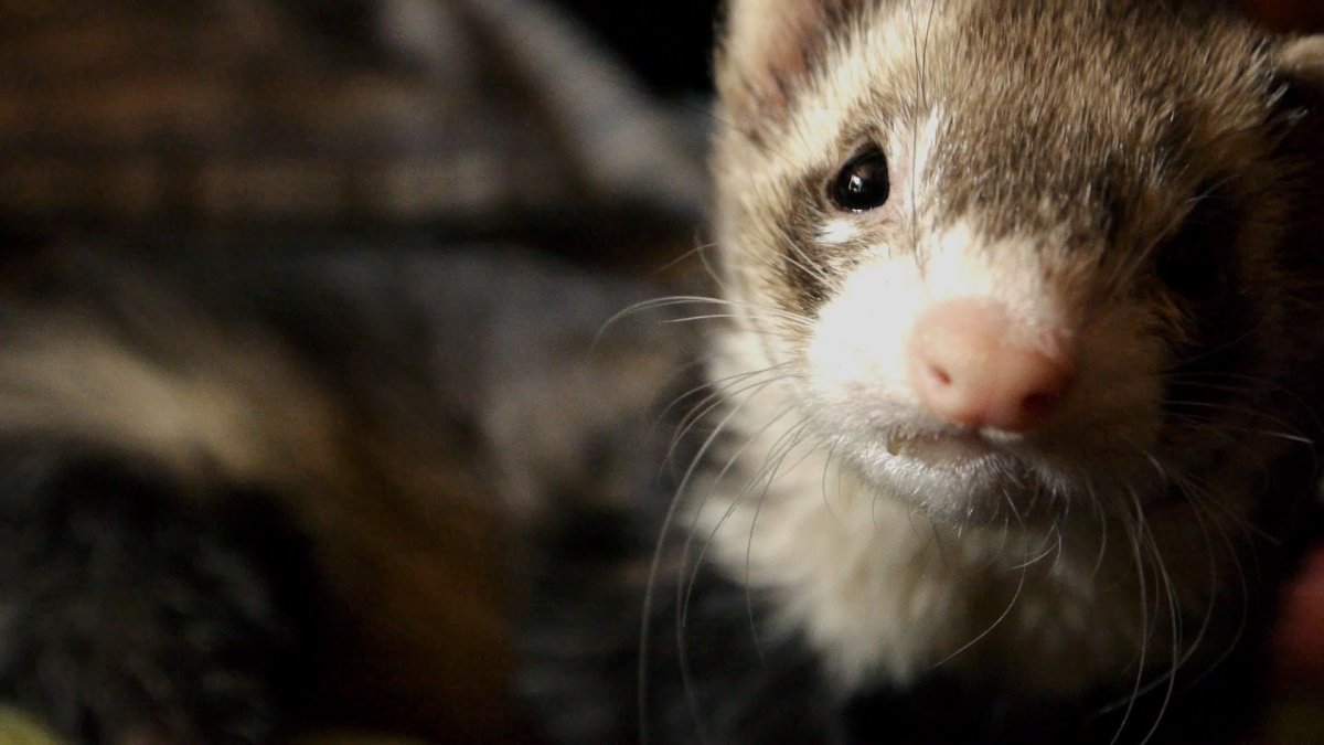 Милые хорьки