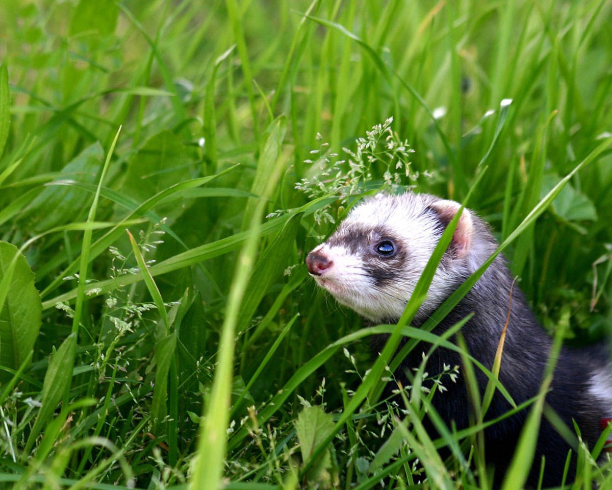 Фретка Хонорик хорёк