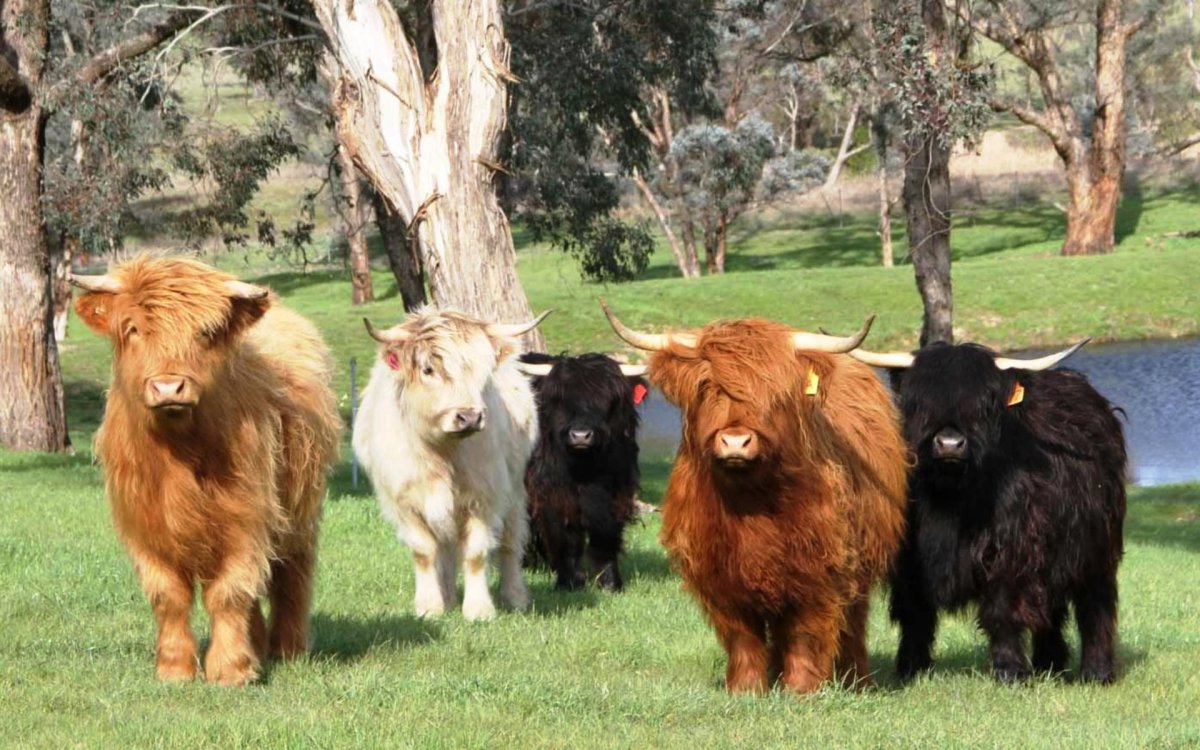 Шотландские коровы породы хайленд