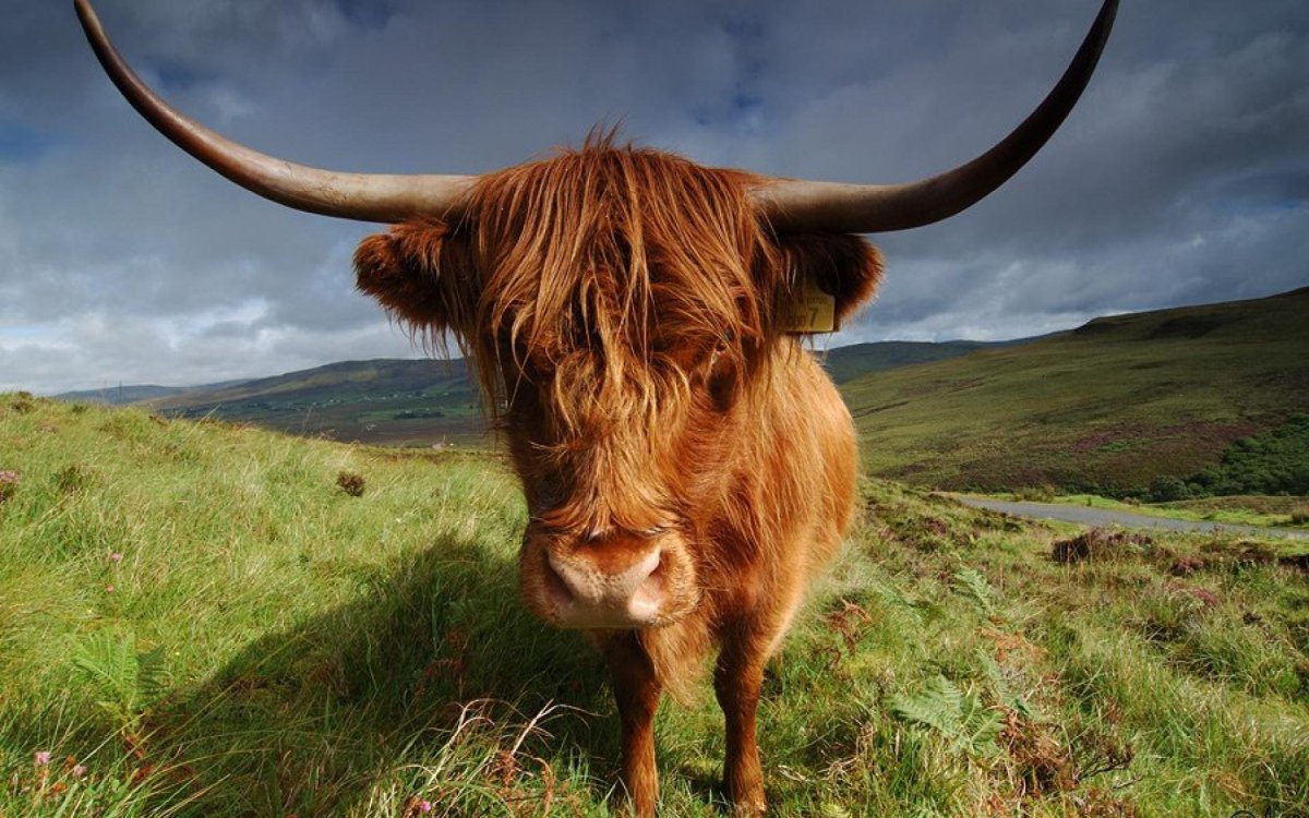 Бык породы "хайленд"