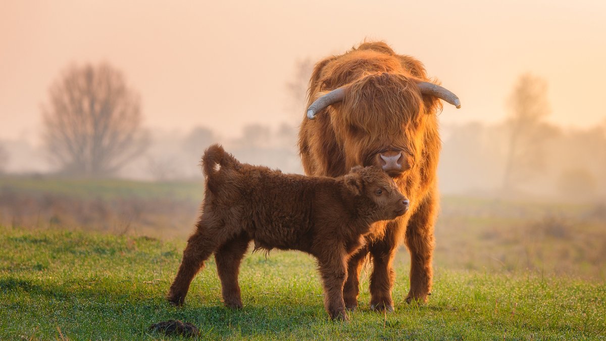 Шотландская корова теленок