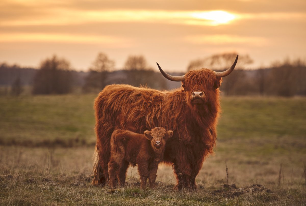 Highland Cow