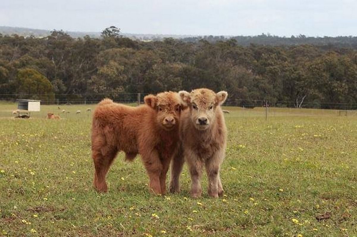 Мини корова