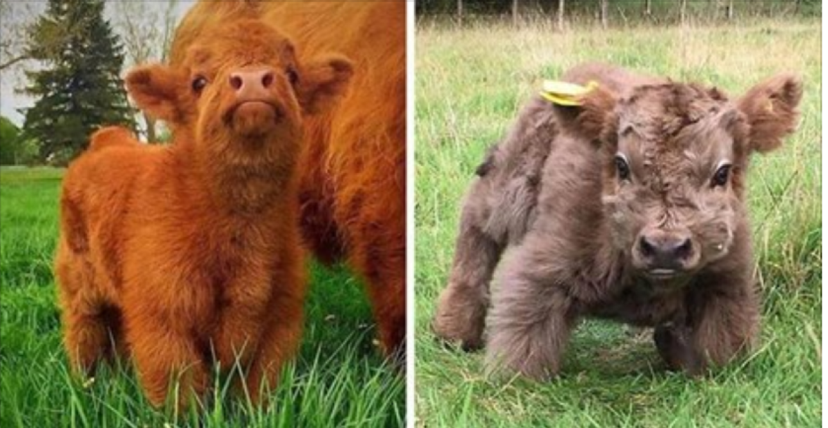 Телята породы хайленд