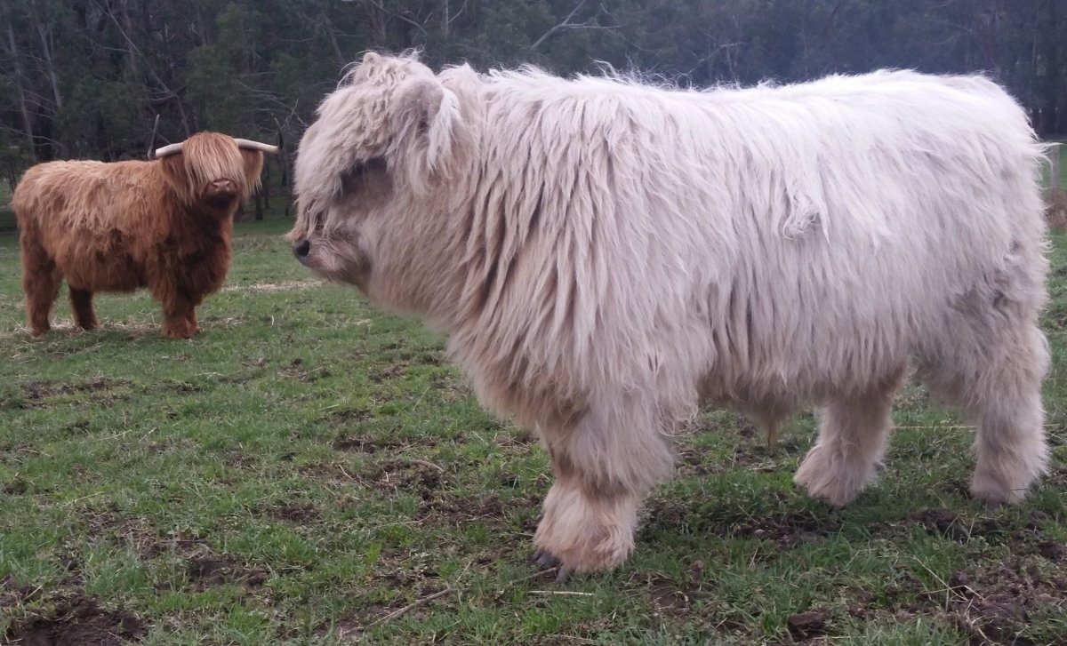 Пушистые коровки