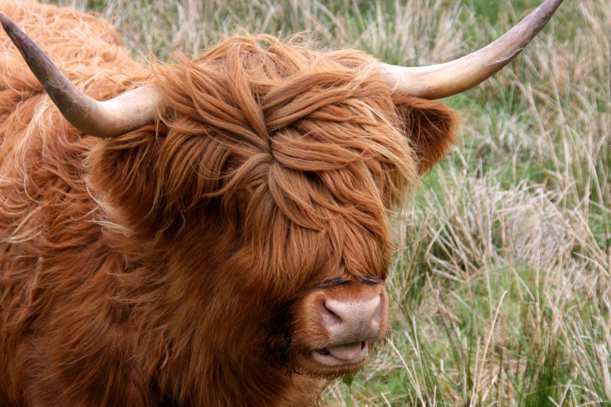 Красивый теленок